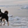 Um Greenland Husky, animal mais popular em Ilulissat, na Groelândia